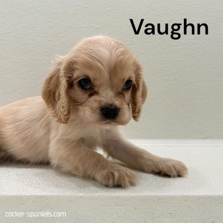 puppy, for, sale, Cocker Spaniel, Joe & Cherri  Overlease, dog, breeder, Miller, MO, dog-breeder, puppy-for-sale, forsale, nearby, find, puppyfind, locator, puppylocator, aca